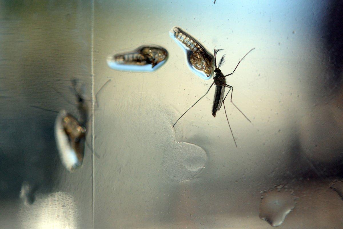 Imagining Zika Virus as a Terror Weapon