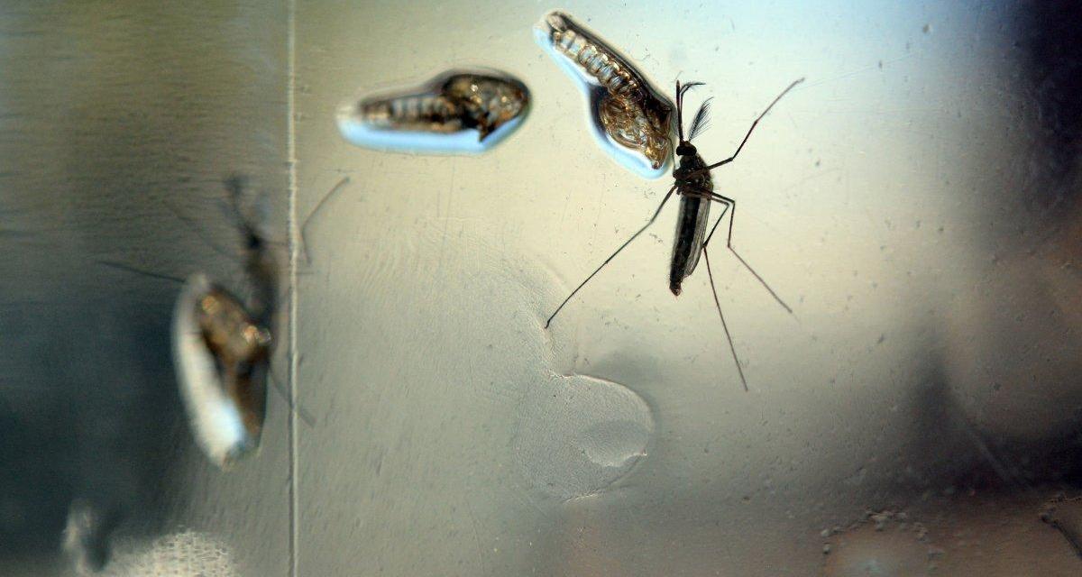 Imagining Zika Virus as a Terror Weapon