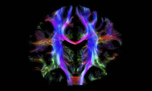 Are We Hardwired for War?